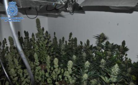 Plantación indoor de cannabis en Puertollano
