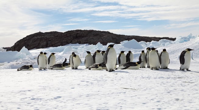 De no disminuir la emisión de gases contaminantes desaparecerán los glaciares que albergan y alimentan al pingüino emperador, ocasionando su eventual extinción.