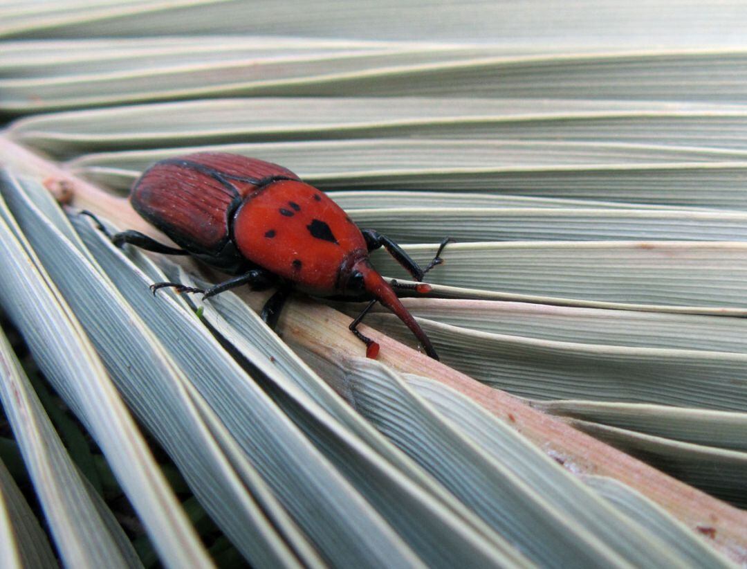El tratamiento aplicado es el habitual ante la presencia de estos parásitos