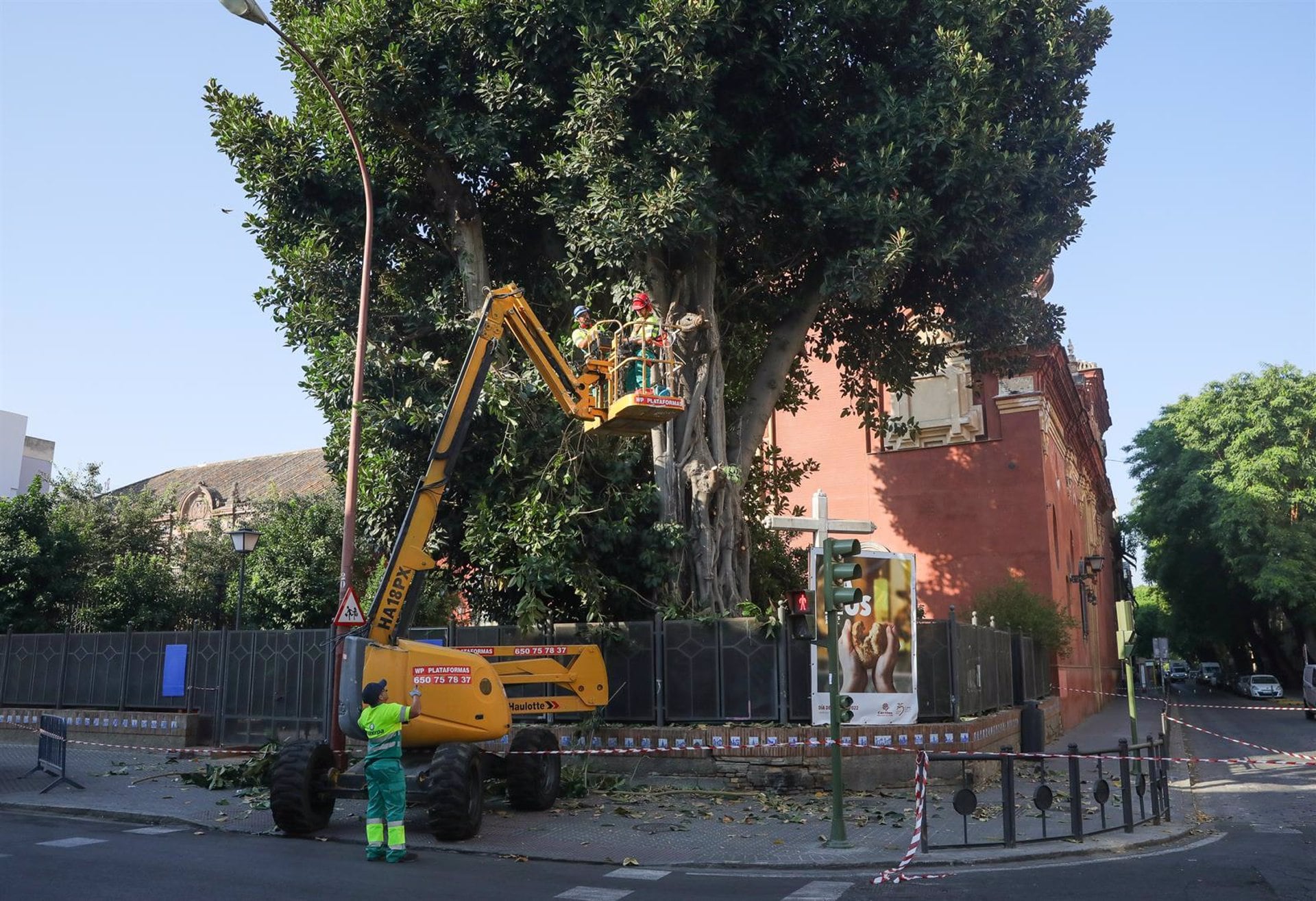 16/08/2022 Operarios podan el ficus de San Jacinto, trabajos previos a su tala.
POLITICA 
MARÍA JOSÉ LÓPEZ / EUROPA PRESS
