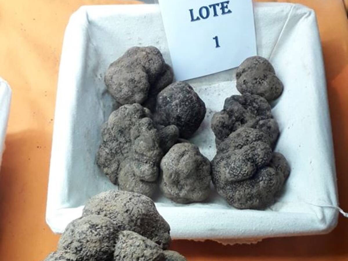 Los truficutores altoaragoneses prevén recoger entre 5 y 8 toneladas de trufa