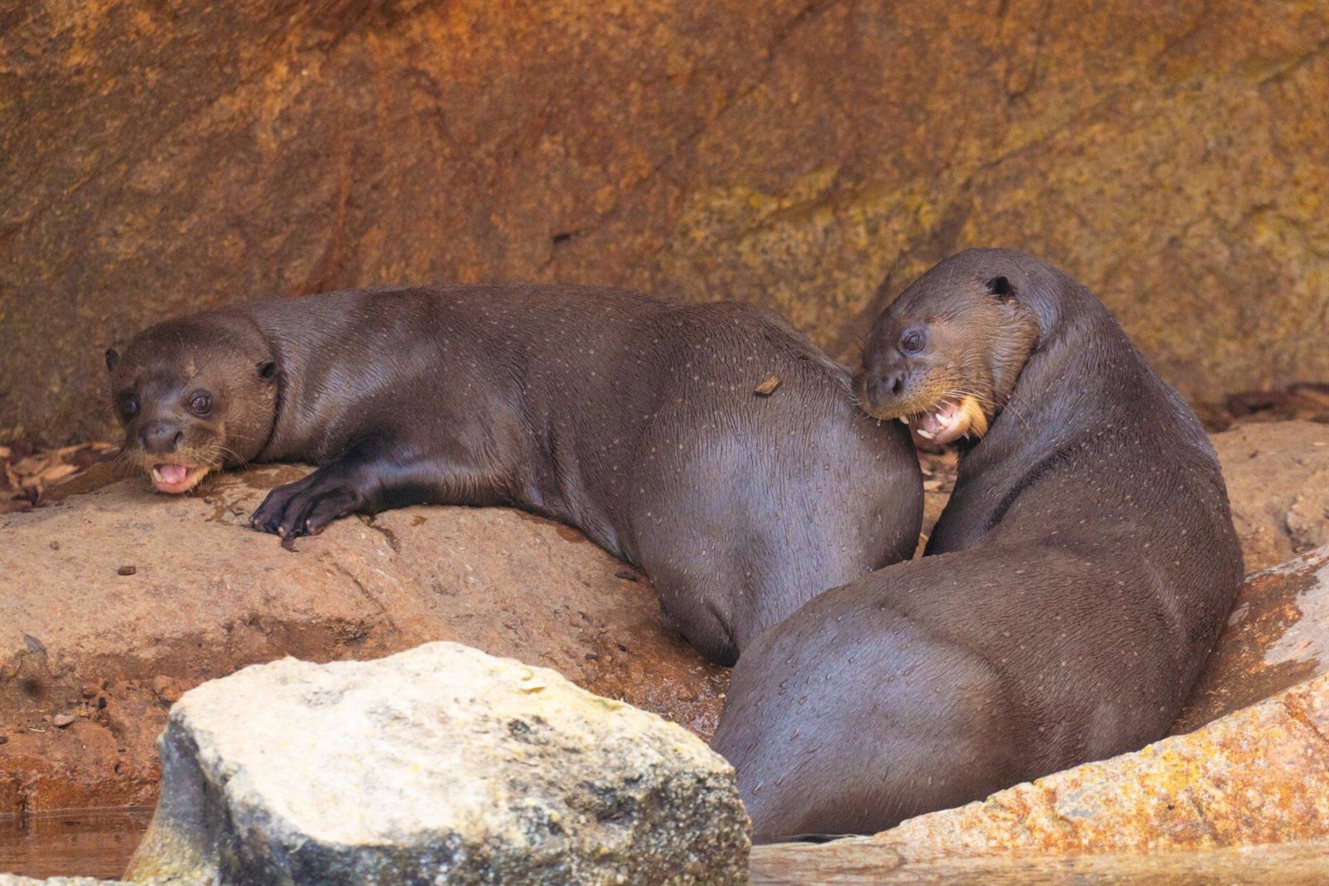 Nacen tres crías de nutria gigante en Bioparc Fuengirola.
