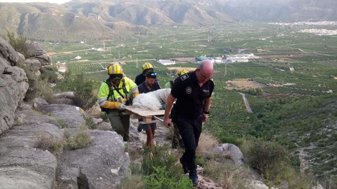 Bomberos y policía de Tavernes trasladan al animal desde la cima de la montaña de Les Creus. 