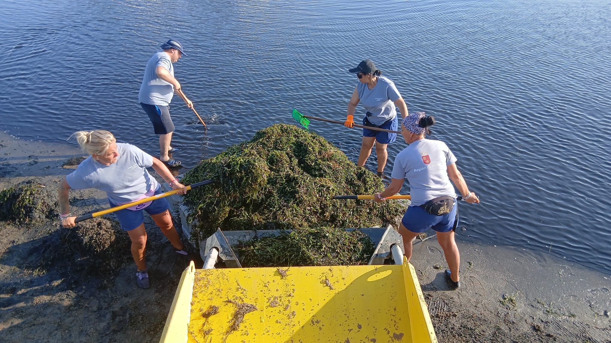 Brigadas de retirada de biomasa actuando en el Mar Menor