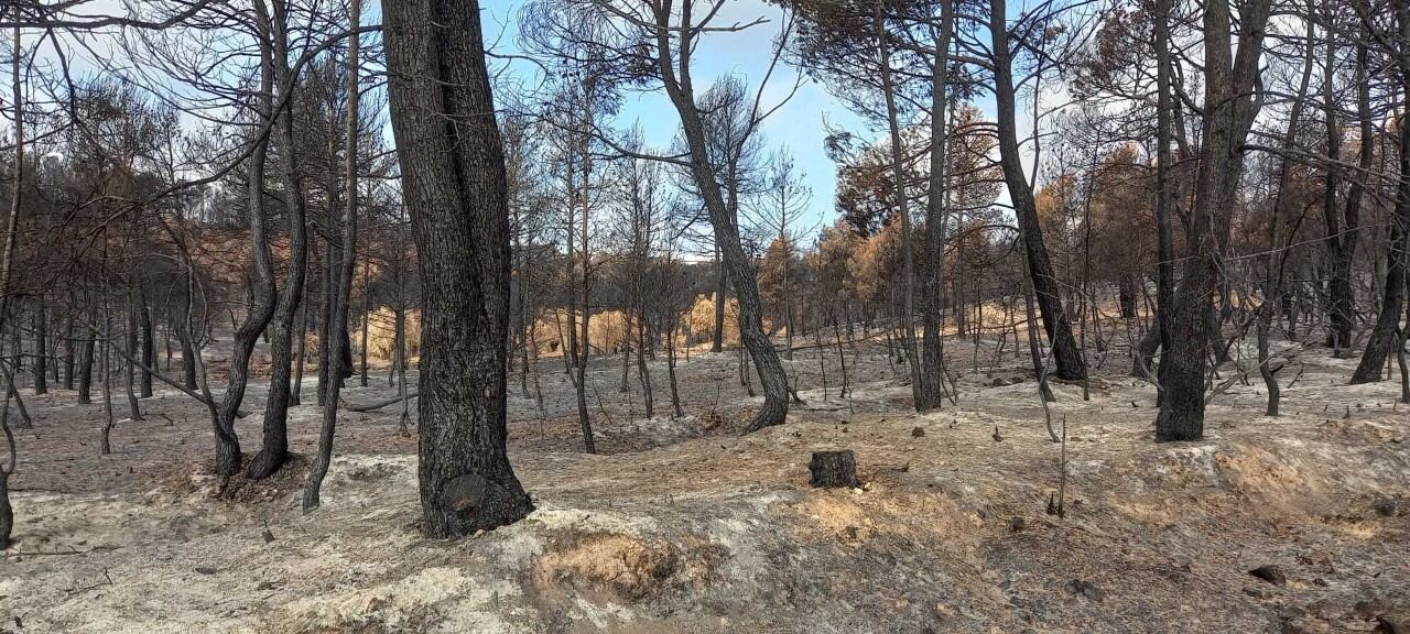 Imagen actual de la situación en el bosque de la Venta del Moro