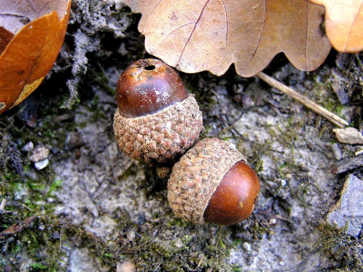 Reforestar paseando: plantar árboles con bellotas, una alternativa sencilla y eficaz