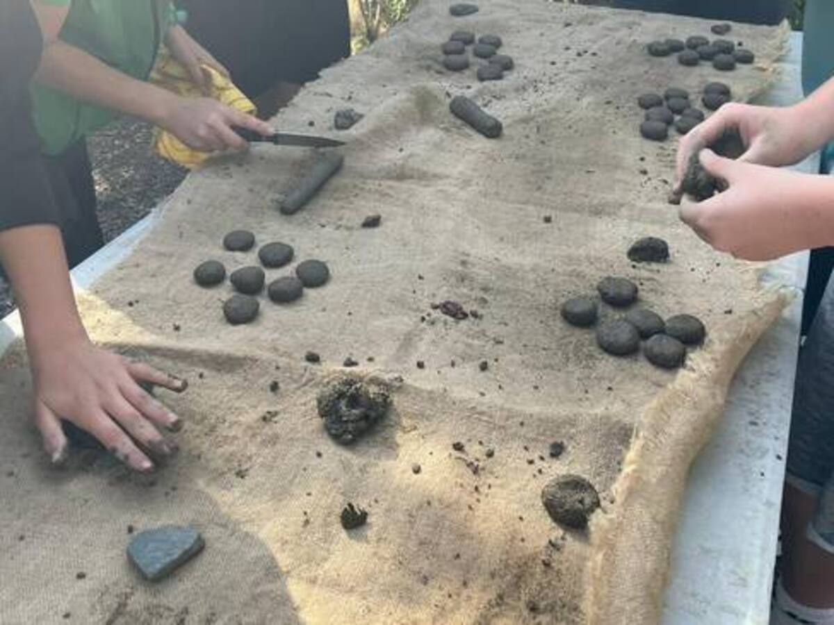 Bombardean dos sierras de Málaga con más de un millar de semillas de pinsapos