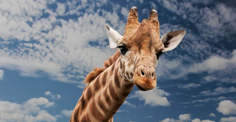 Los animales son criaturas que albergan infinidad de curiosidades y singularidades