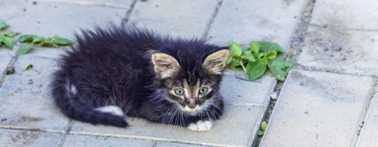Gato callejero