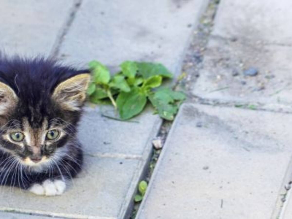 El PSOE pide más cuidado en el control de las colonias felinas