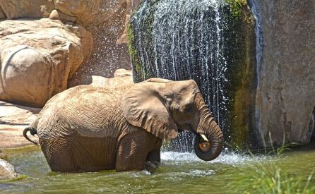 Elefante en el parque de Valencia