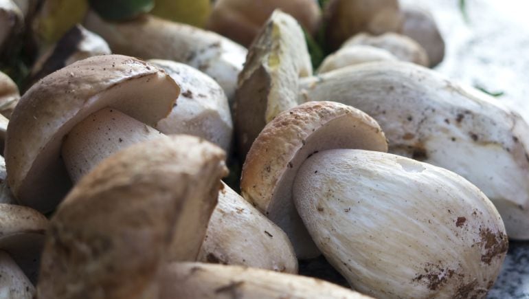 El boletus es uno de los hongos más buscados en los montes de Soria.