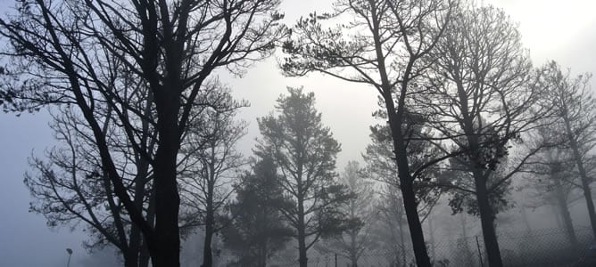 Estado en el que ha quedado un pinar de Igualero, en La Gomera, afectado por el incendio que se originó el pasado sábado en la isla