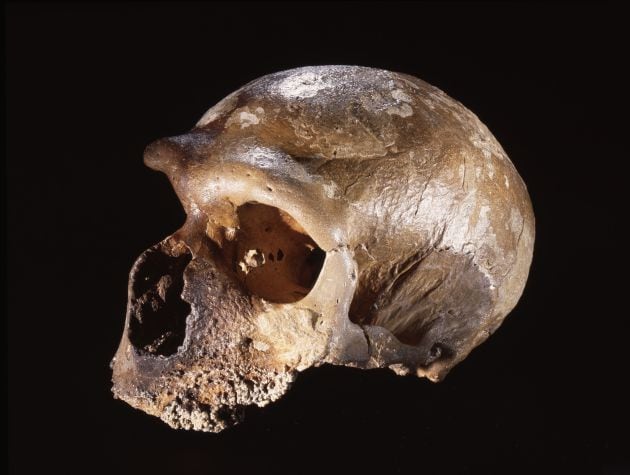 Una de las calaveras neandertales halladas en la cueva de Guattari.