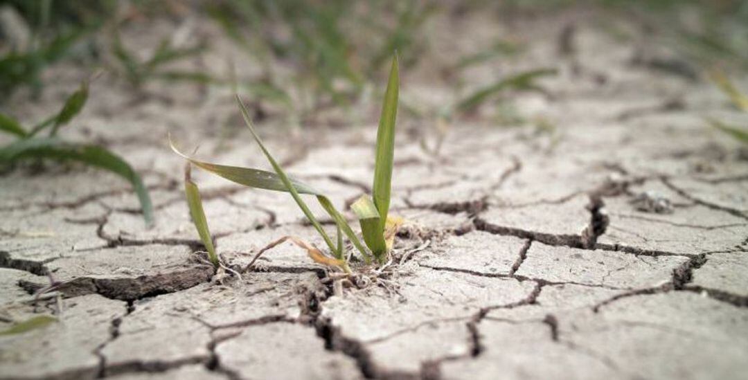 Si no llueve, Ibiza entrará en situación de prealerta por sequía en agosto
