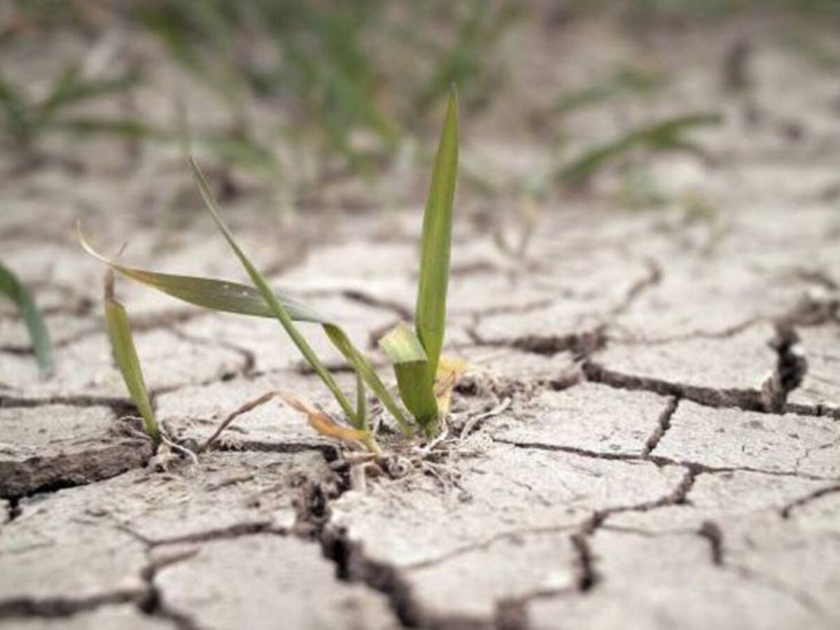 Ibiza entrará en situación de prealerta por sequía en agosto si no llueve