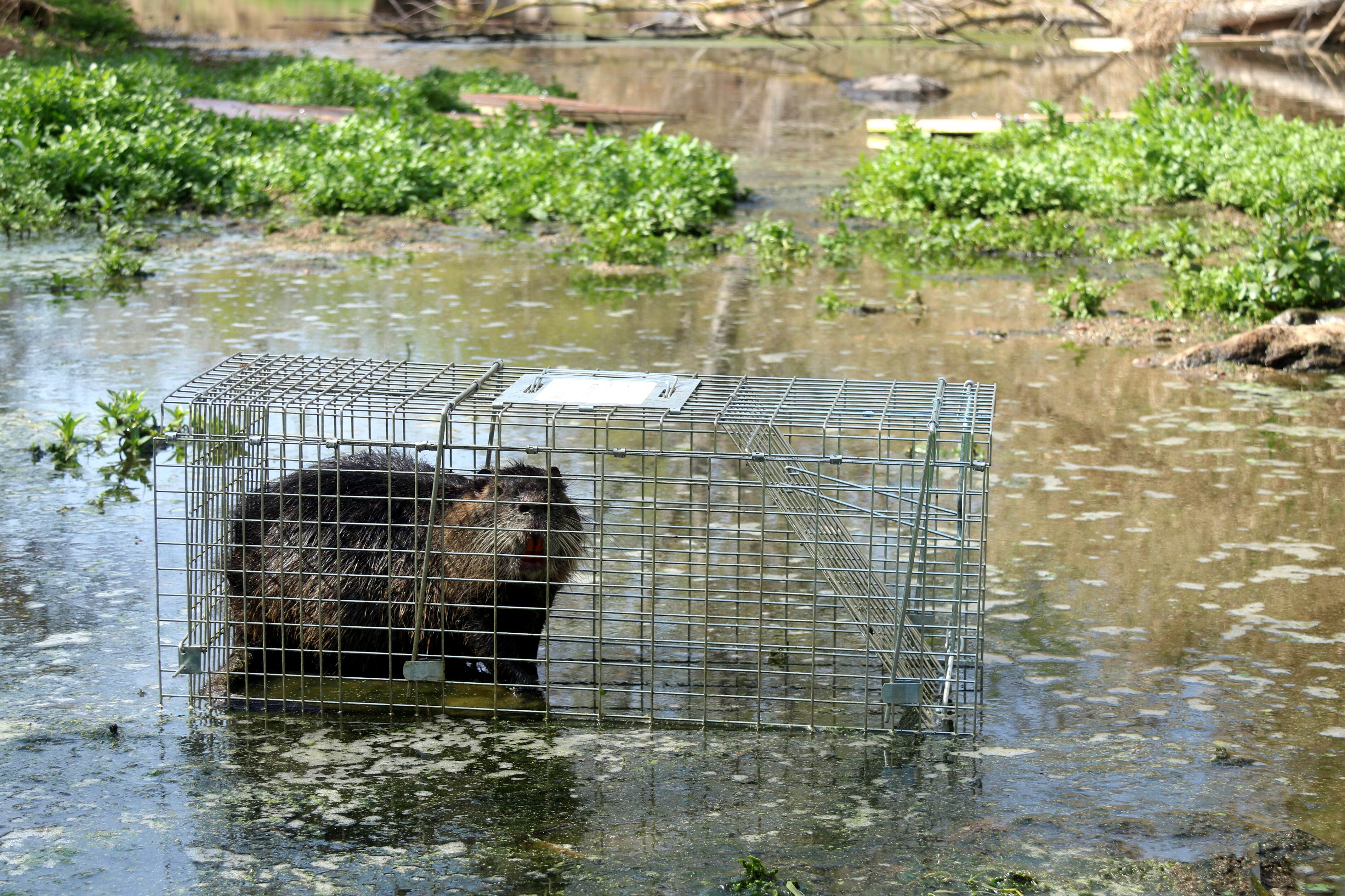 Un coipú capturat a la llera del Daró.
