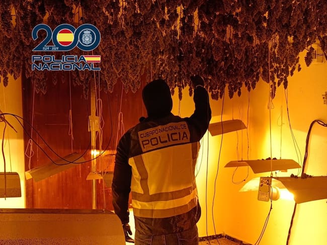 Cuatro detenidos en Alzira tras desmantelar un punto negro de venta de droga y una plantación de marihuana