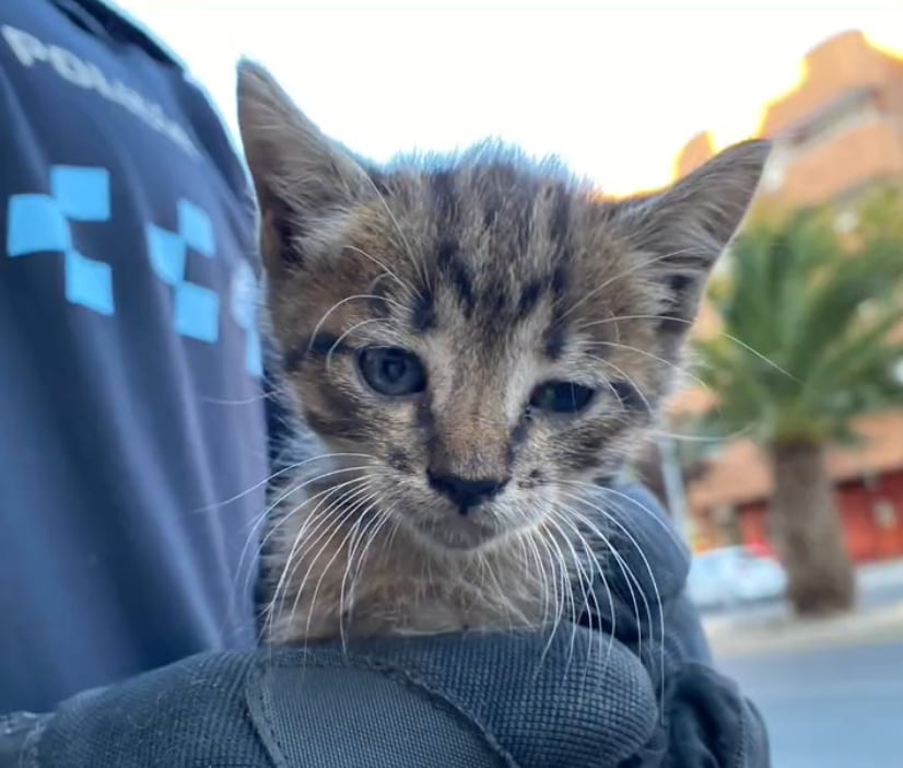 El gato que más tardo en ser rescatado hasta que llegó el propietario del coche.