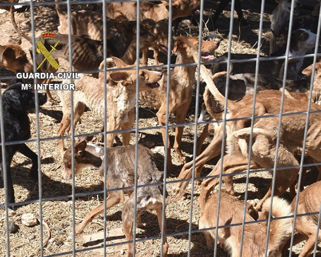 Investigada una mujer por el maltrato de 41 perros en Quintanar de la Orden