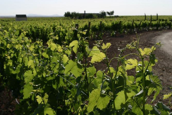 Los viñedos de Martúe, en Toledo.
