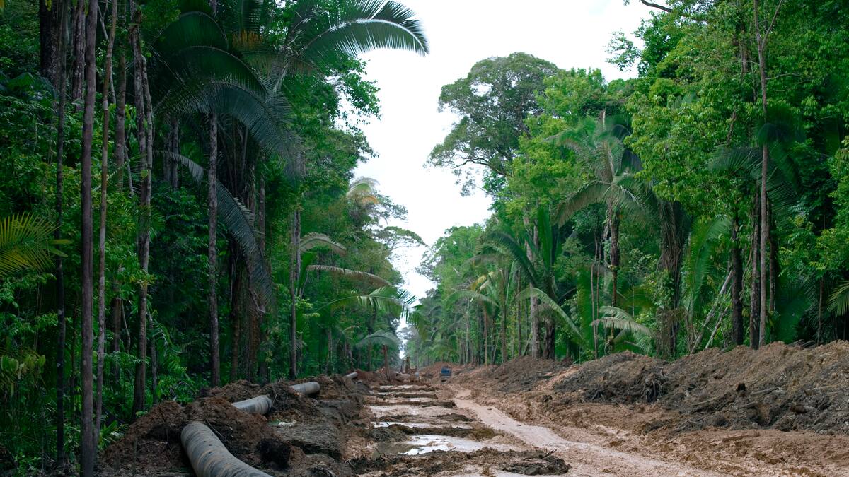 La tasa de pérdida de bosque de la Amazonía sigue un ritmo alarmante
