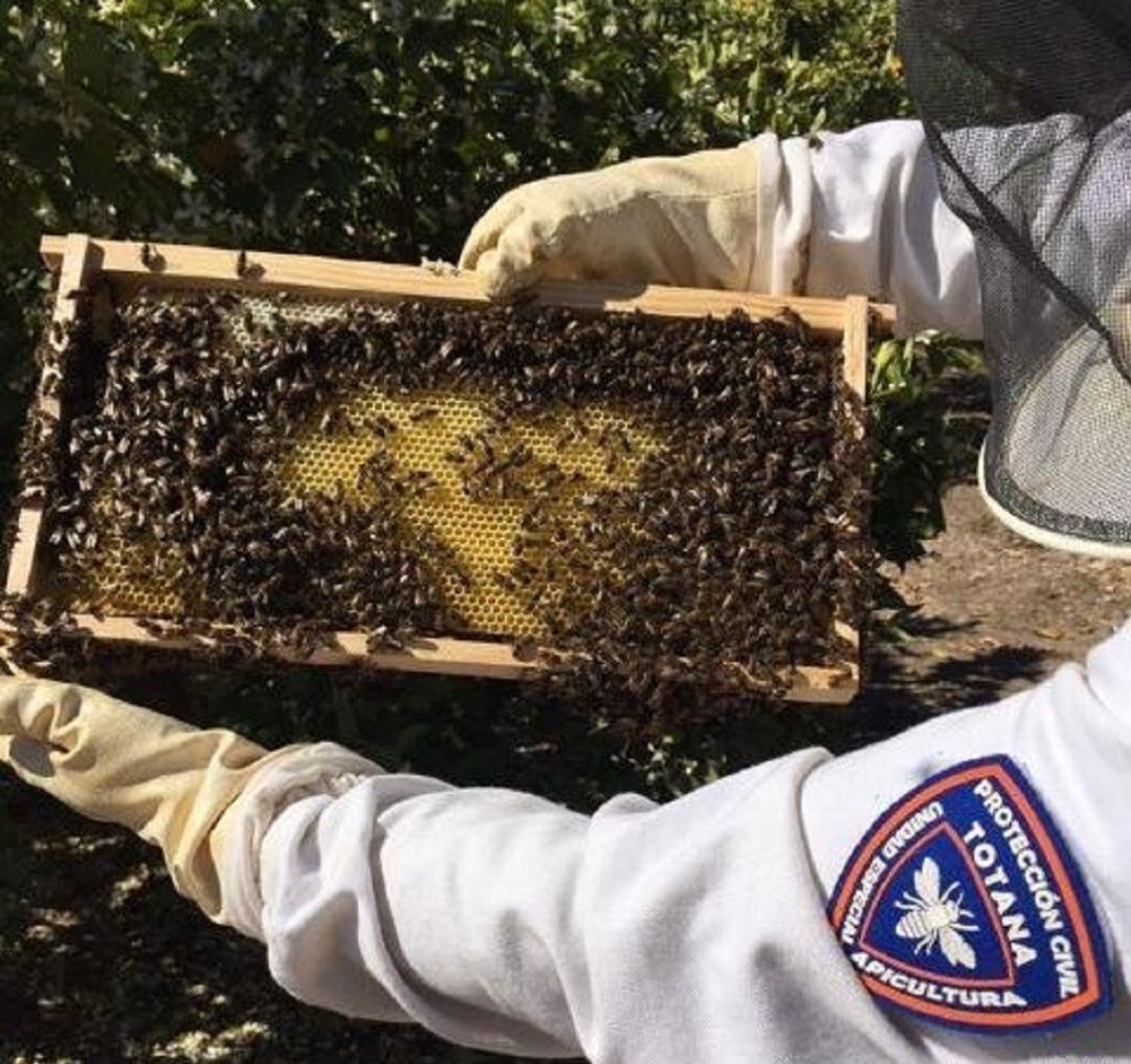 Totana activa el dispositivo de recogida de enjambres de abejas coincidiendo con la floración primaveral.