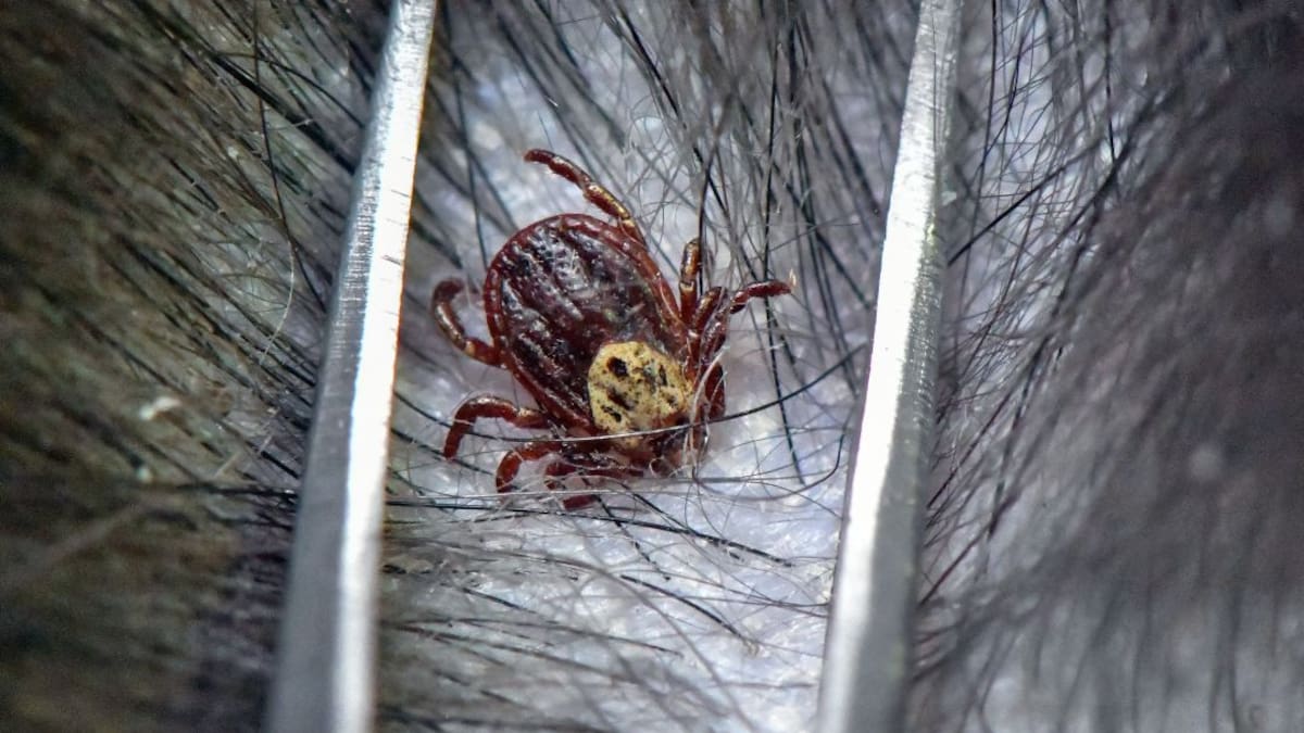 Garrapatas: cien millones de años chupando sangre