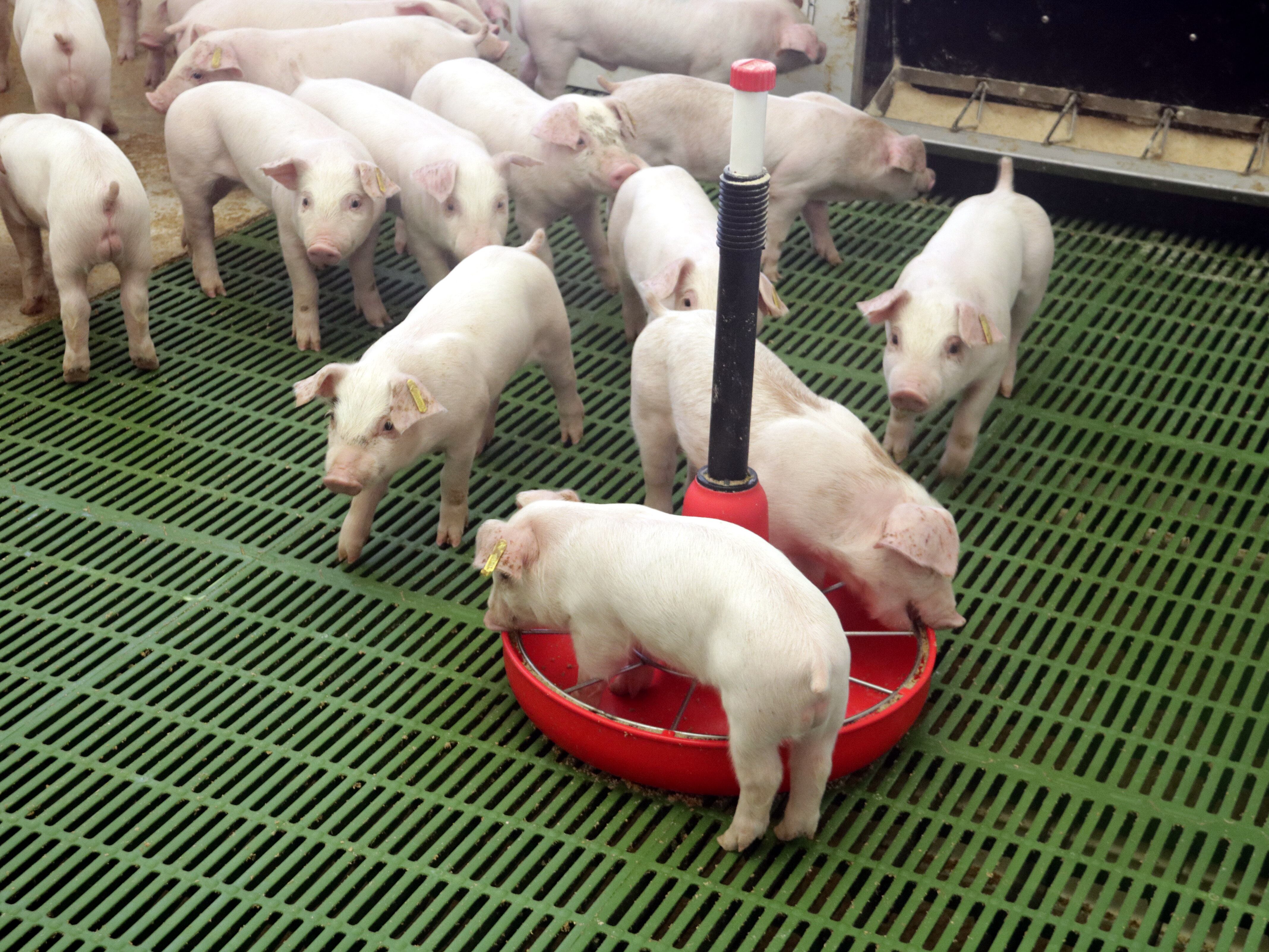 Imatge pla curt de l&#039;interior d&#039;una de les naus de la granja de Sucs on hi ha un miler de garrins i que han visitat aquest matí membres del DARP i els propietaris. El 4 d&#039;abril de 2019.