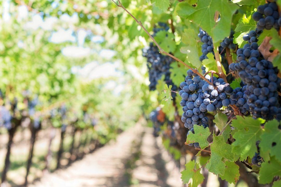 Navarra ofrecerá más de 40 referencias de vinos blancos, rosados y tintos en una enoteca abierta al público