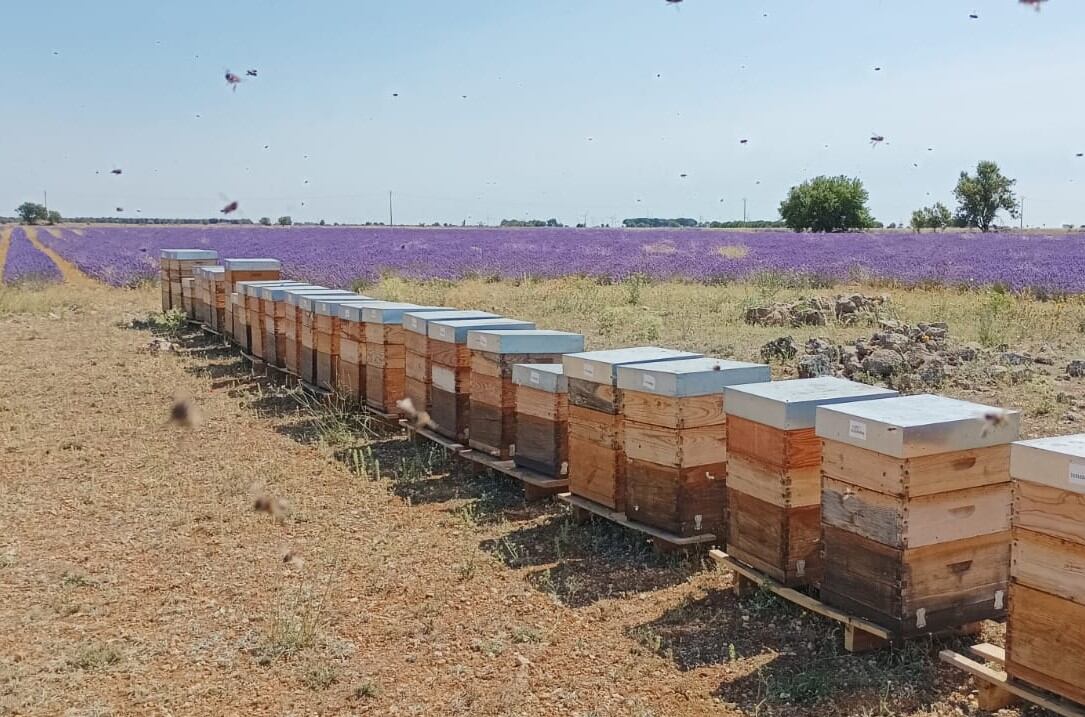 Explotación apícola al lado de un campo de lavanda