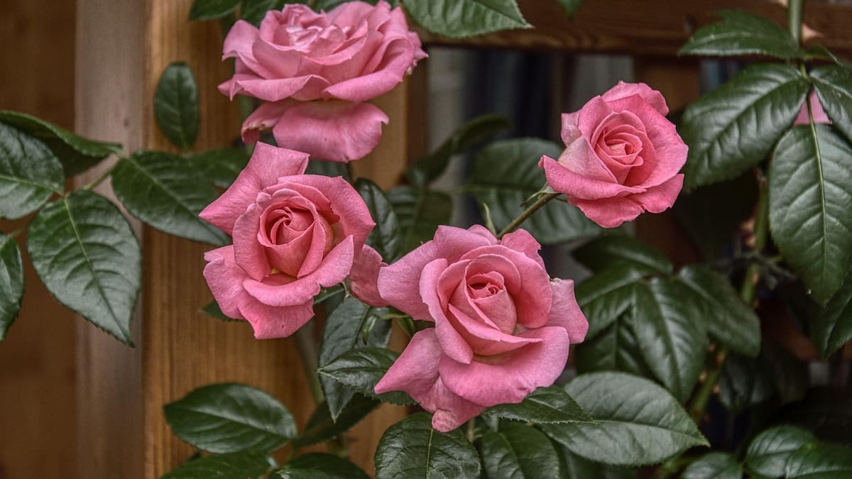 Espacio de Botánica sobre los rosales