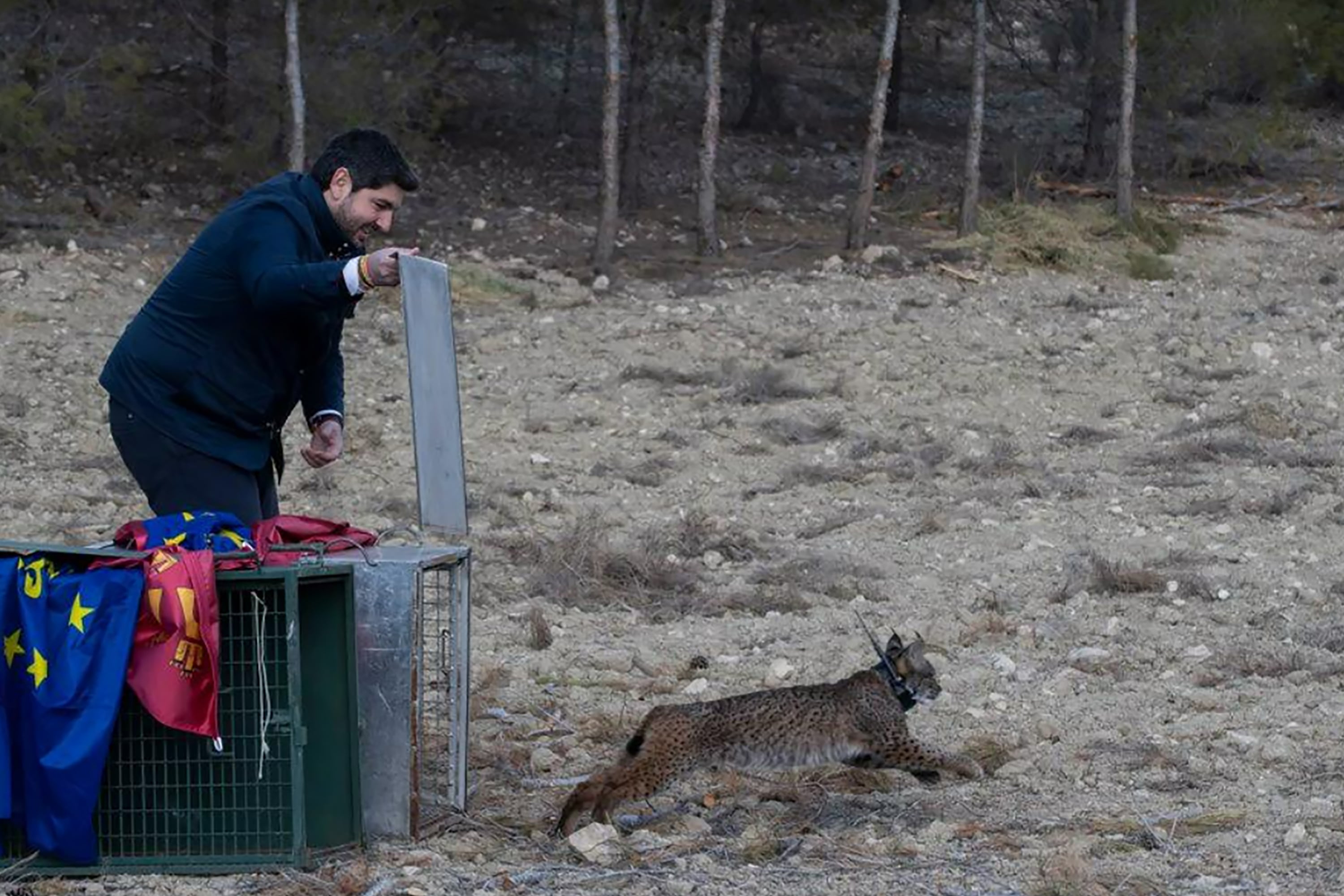 ZARCILLA DE RAMOS (LORCA), 02/03/2023.- El presidente de la Región de Murcia, Fernando López Miras, participa en la suelta de los tres ejemplares de lince ibérico en un &quot;recinto de aclimatación&quot;, que es el paso previo a su suelta definitiva en el medio natural, este jueves.