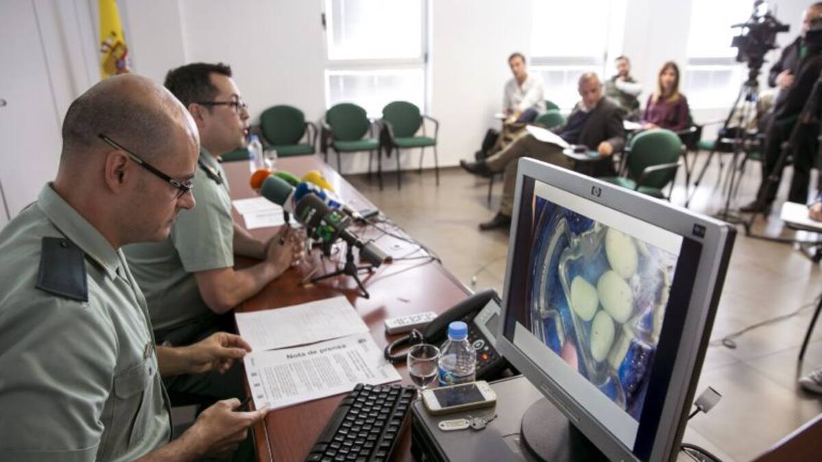 Mesa de España: Retienen un juego con huevos de una especie invasora