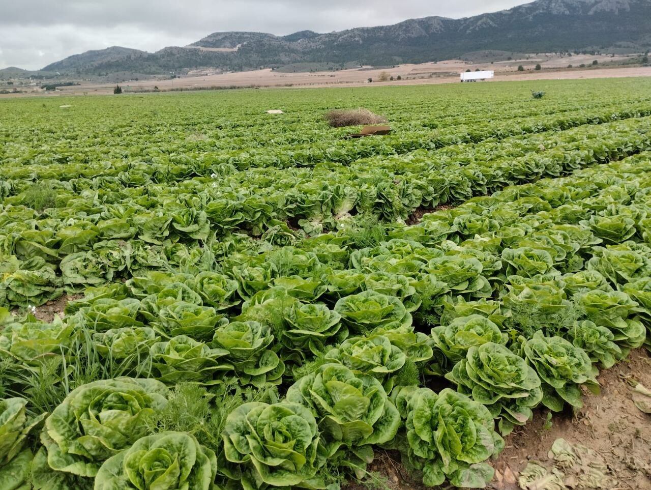 Producción de lechugas abandonadas en una finca de Yecla