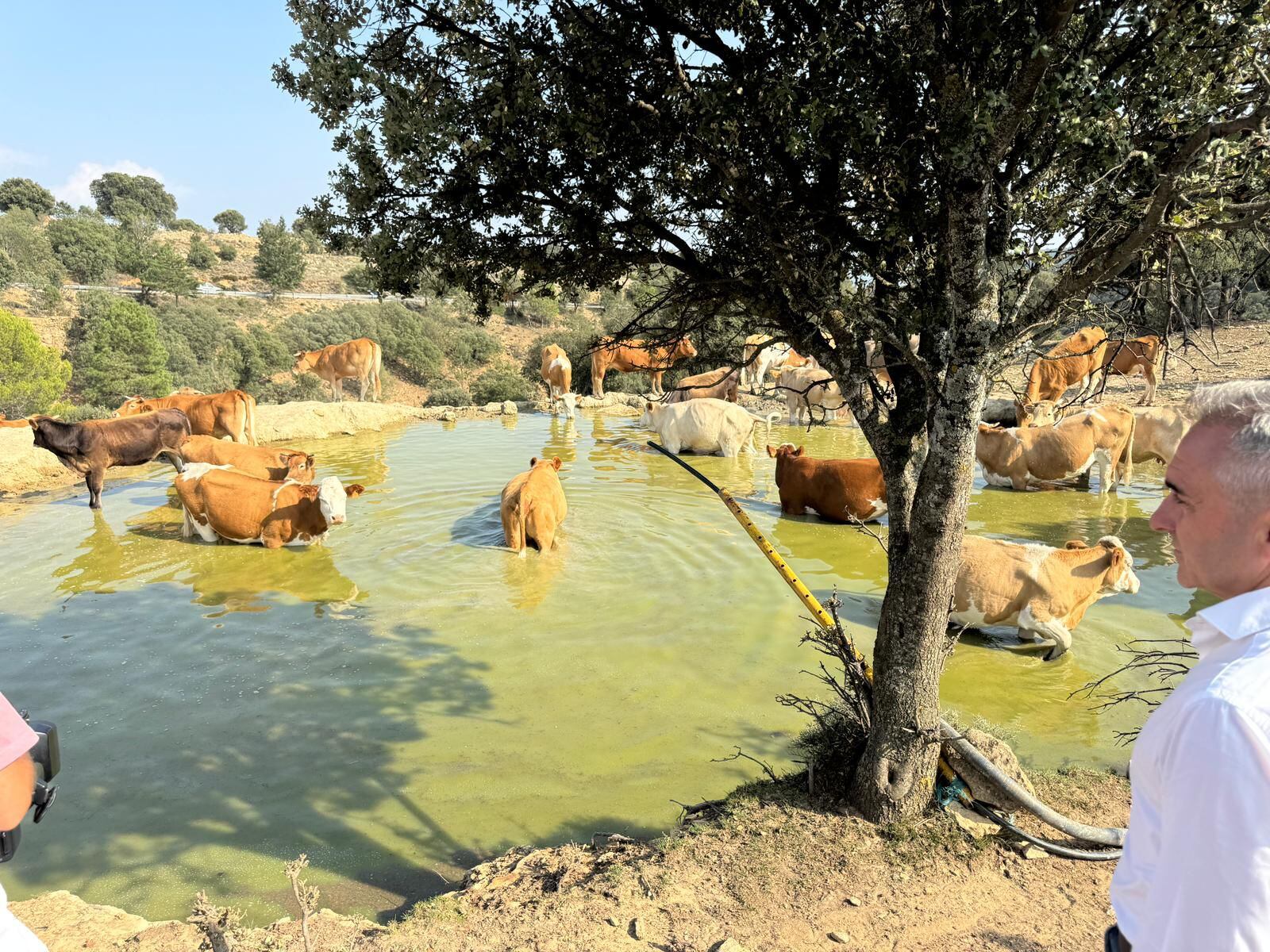 El conseller de Agricultura, Agua, Ganadería y Pesca, Miguel Barrachina, visita la explotación ganadera de Vilafranca del Cid, ubicada en la comarca castellonense de Els Ports