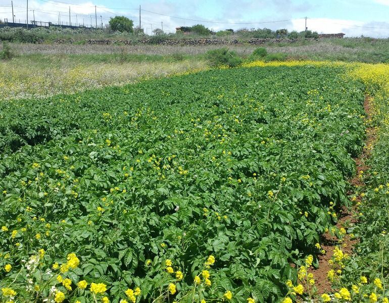 Plantación de papas en Tenerife