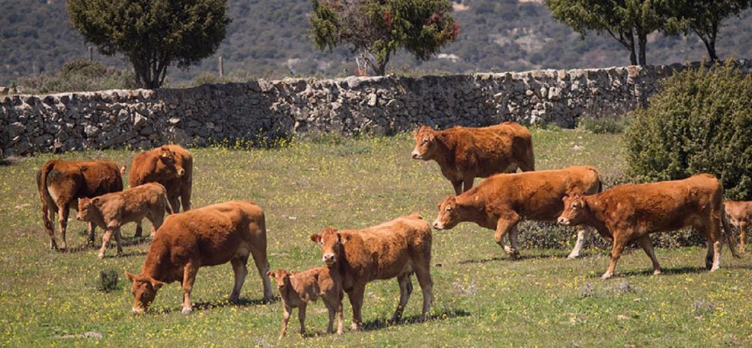Ganadería en Colmenar Viejo