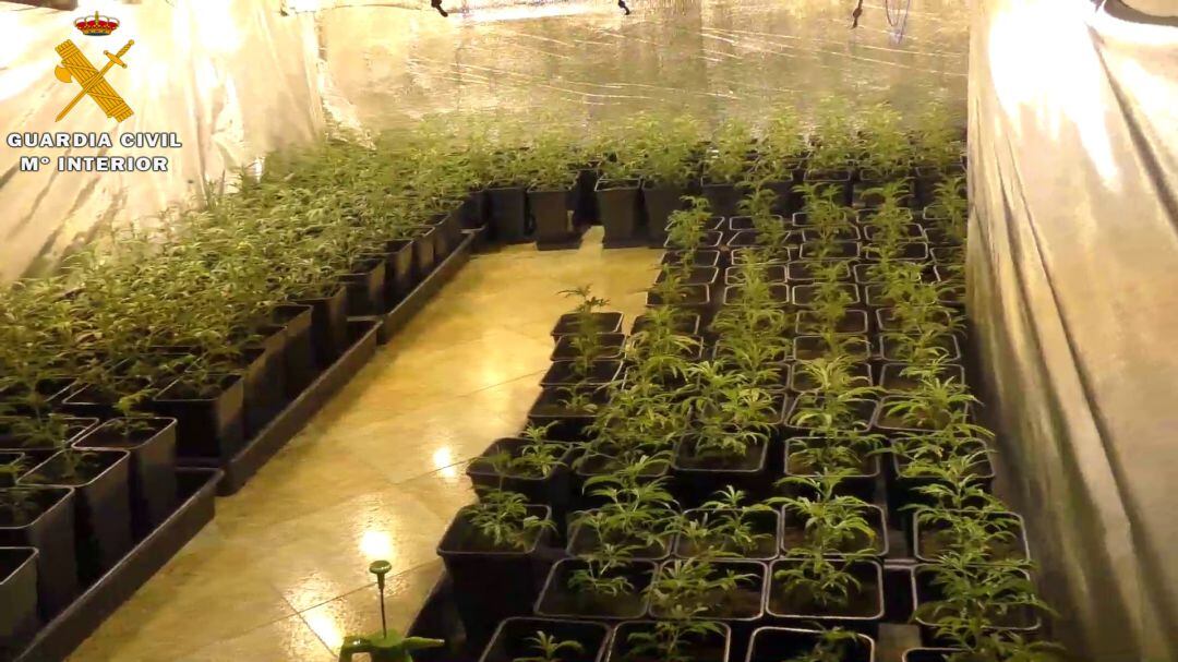 La Guardia Civil de Segovia desarticula una organización dedicada al cultivo y exportación de cannabis