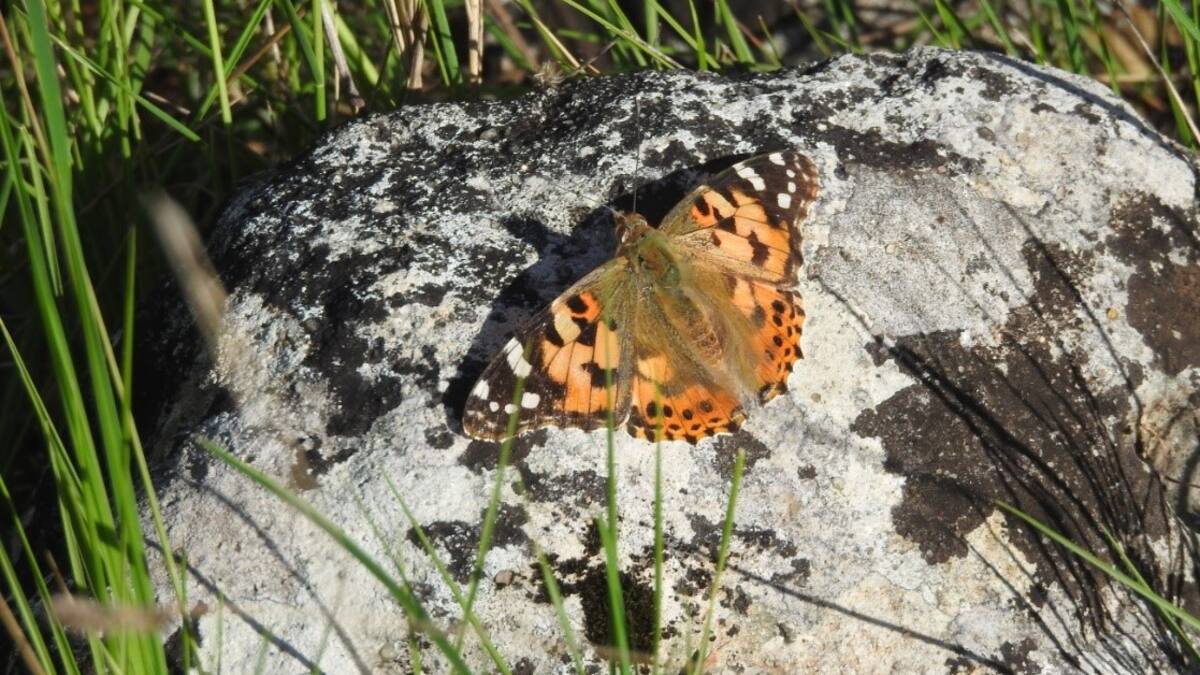 Nuestra Naturaleza: Las mariposas diurnas son excelentes bioindicadores de las variaciones en la climatología