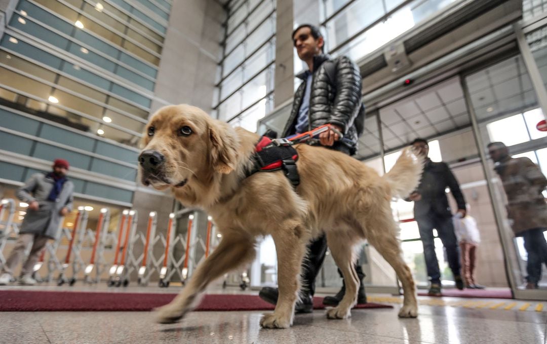 El perro guía, una ayuda fundamental para las personas invidentes