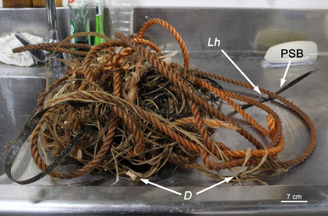 Manyoc de cordes de niló i diferents plàstics trobat al canyó de Blanes, on han crescut 30 esponges carnívores