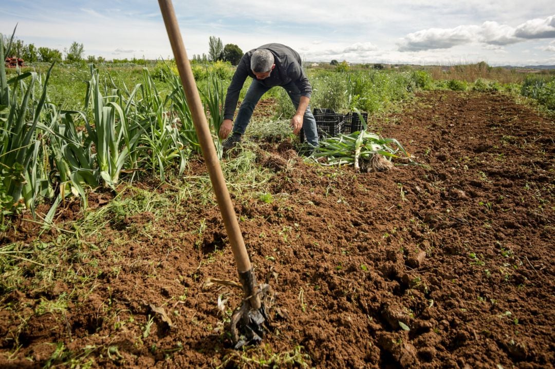 Un hombre recoge productos plantados en su huerta