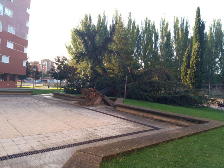 Árbol caído en la Plaza Europa por efecto de la tormenta