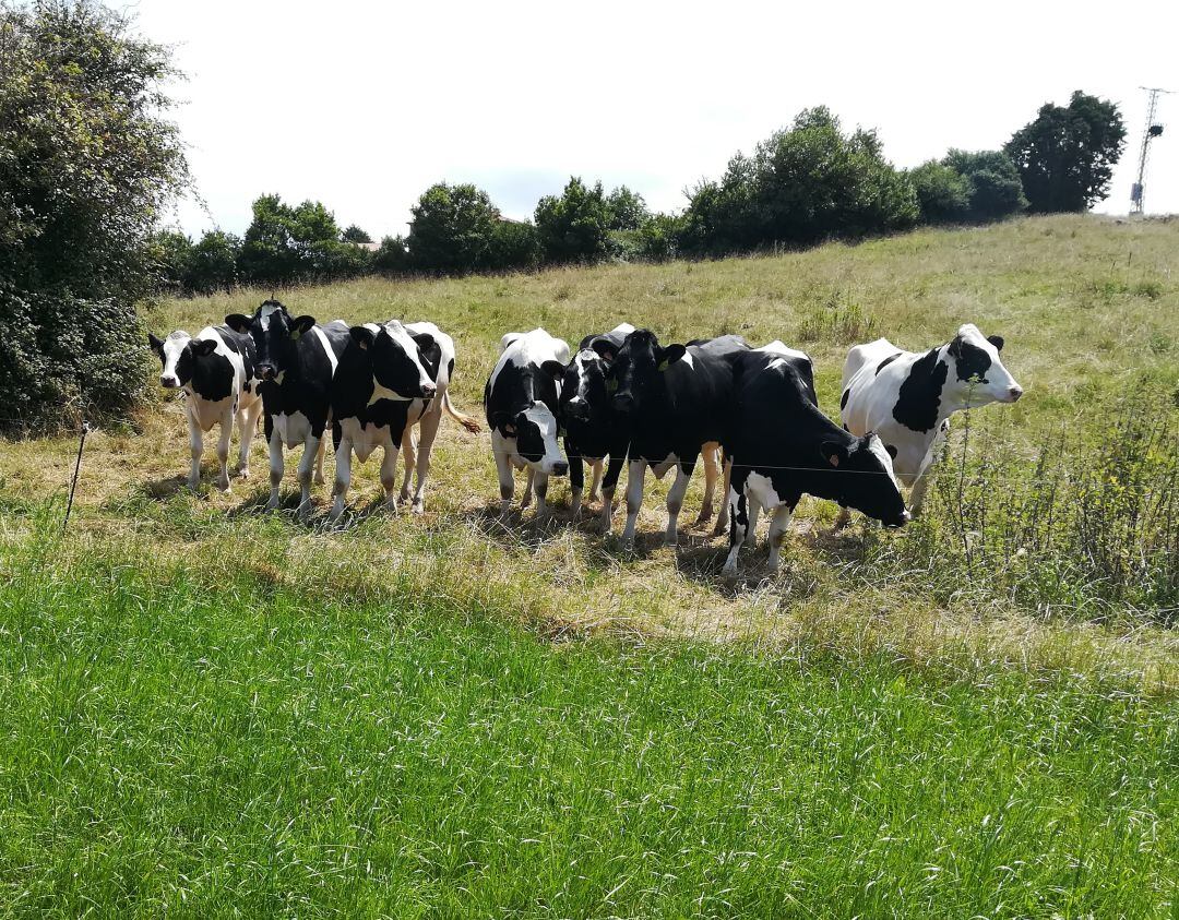 Imagen de archivo // Reses de una de las ganaderías que se ha sumado al proyecto.