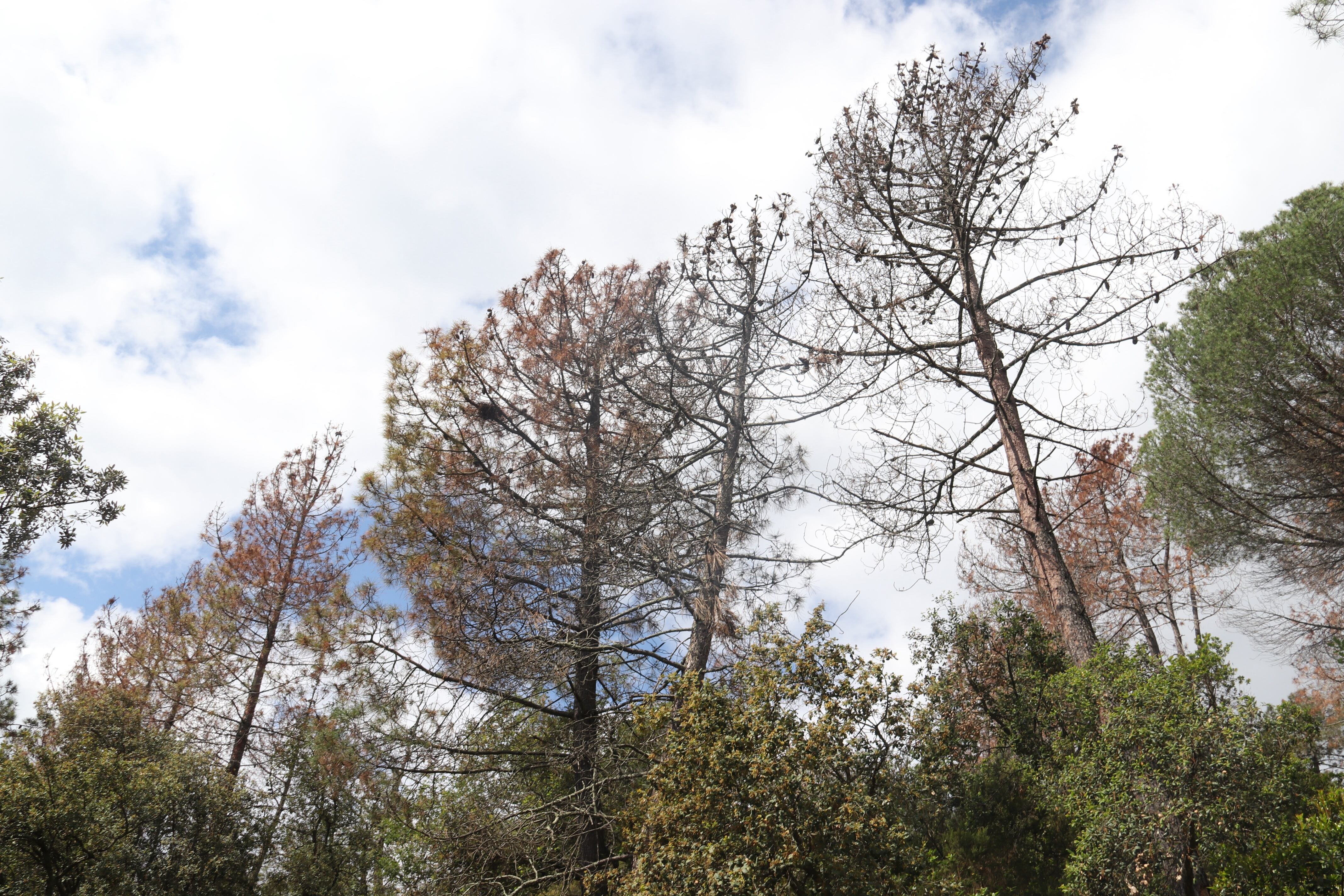 Arbres tocats de mort per la falta d&#039;aigua a La Selva / ACN