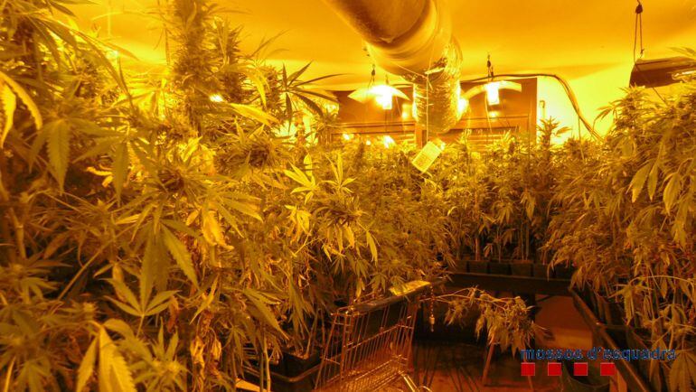 Una de les habitacions del pis de Sant Jaume de Llierca, on els Mossos han trobat 1.050 plantes de marihuana