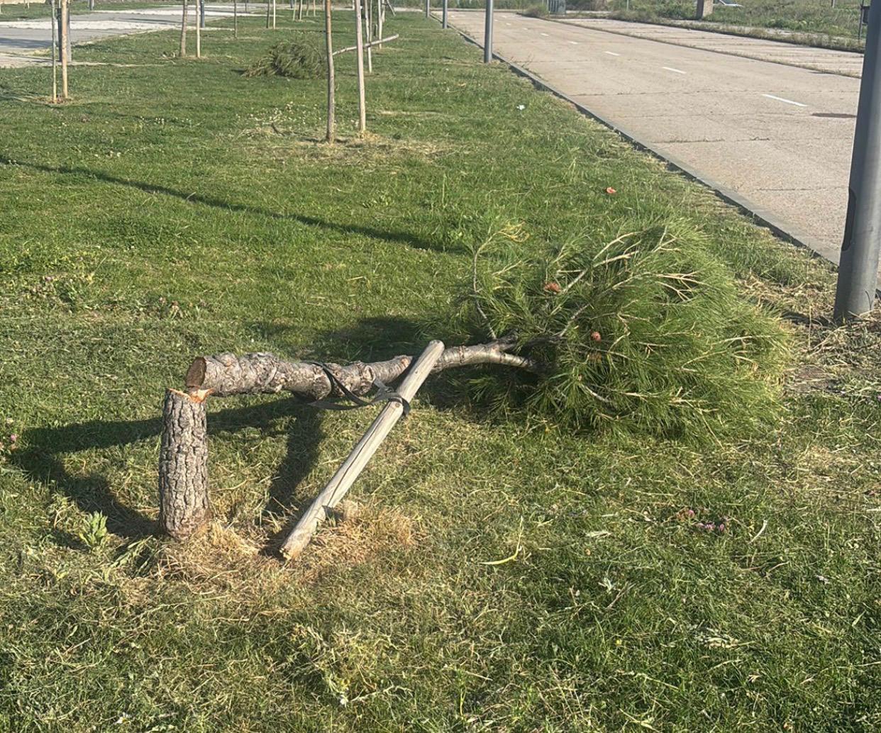 Pino talado en Azuqueca de Henares