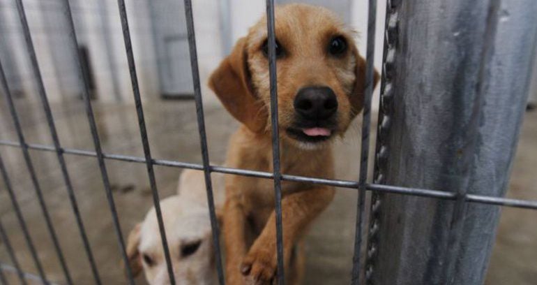 Animales Abandonados