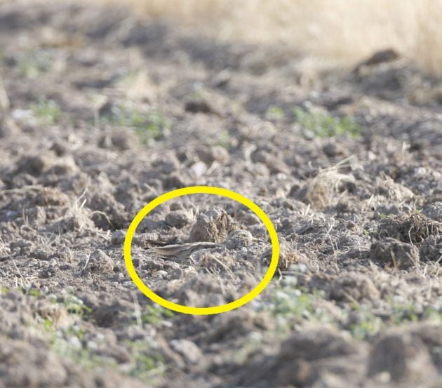 El pájaro estaba en el centro de la imagen.